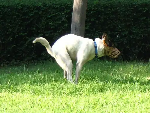 Muzzled brown and white dog defecating