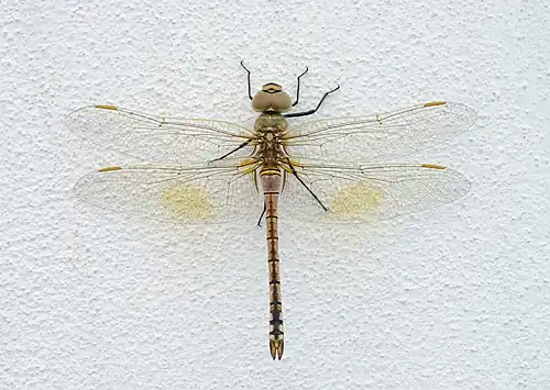 Dragonfly Porto Covo August 2021-4