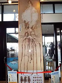 #598 (27/11/2014) Dried giant squid originally measuring 6.3&nbsp;m in length