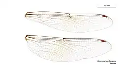 Female wings