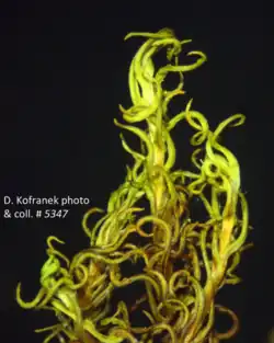 Dry and contorted shoots of Bartramiopsis lescurii