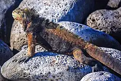 A. c. mertensi on Isla Lobos, off San Cristóbal Island