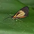 Drymoea chrysomela, Costa&nbsp;Rica