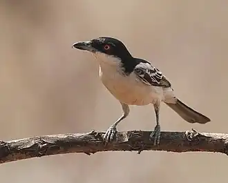 Male D. g. gambensis at Mole National Park, Ghana
