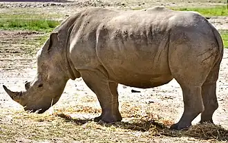 Southern white rhinoceros