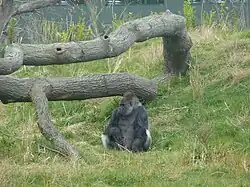 Gorilla habitat