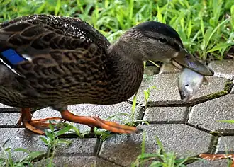 Eating a larger fish