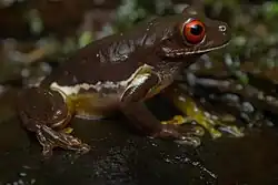 A brown frog with a dark yellow underbelly and red eyeballs sits on a stone.