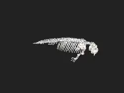 3D model of dugong skeleton