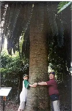Original stem at Durban Botanic Gardens, 2010