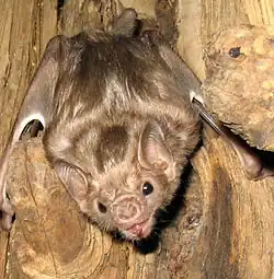 Brown bat