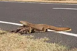 V. p. panoptes feeding on a road-killed kangaroo.