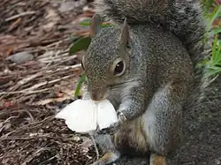 The vibrissae of an eastern gray squirrel are normally black.