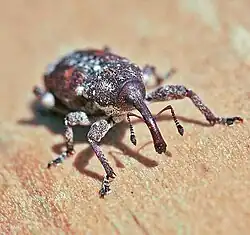 Eastern pine weevil (Pissodes nemorensis) anterior view