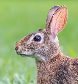 A photo of a brown rabbit standing in grass in profile cropped to show only the head