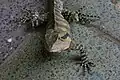 Eastern water dragon at Brisbane Botanic Gardens