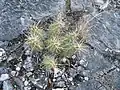 Echinocereus pentalophus in native habitat, San Luis Potosí, Northeastern Mexico.