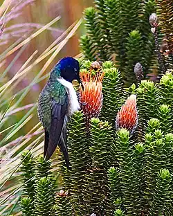Male Oreotrochilus chimborazo feeding on C. jussieui