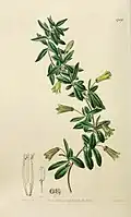 Illustration by Sarah Drake in Edwards's Botanical Register