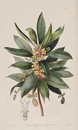 An illustration of a branch with small yellow flowers and two dozen leaf-like blades, some of which have small leaflets attached to their tip.