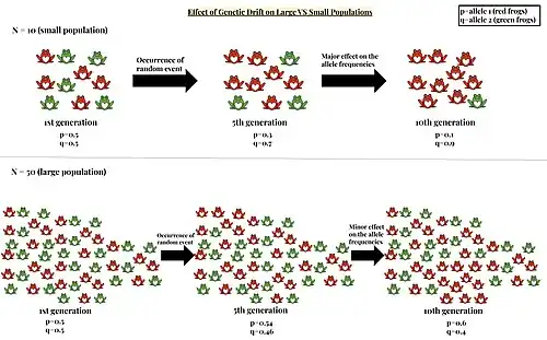 In the smaller population of frogs (N=10), there is a large effect of genetic drift, which reduces the genetic diversity in the smaller population. However, in the larger population of frogs (N=50), there is a small effect of genetic drift, which doesn't heavily affect the larger population.