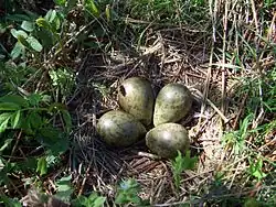 Clutch of eggs