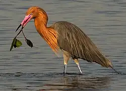 Reddish egret (Egretta rufescens)