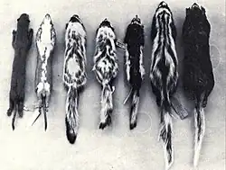 Monochrome photo of seven animal specimens laid parallel to each other