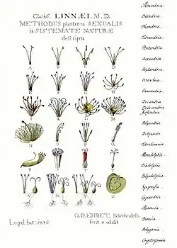 Diagram of 24 different flowers