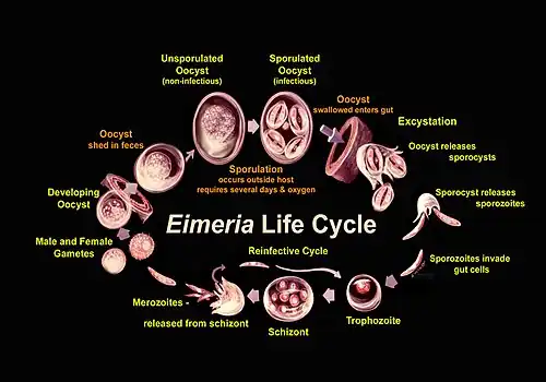 Life cycle of the Eimeria parasite