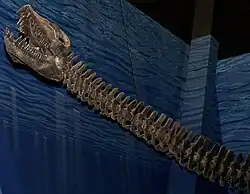 Small skull on a long neck of a mounted, gray skeleton, on a blue background