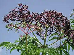 Sambucus canadensis foliage and fruit