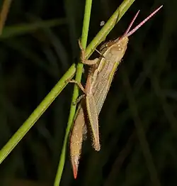 The elegant grass-mimicking grasshopper has stripes that join head and eye to the body.
