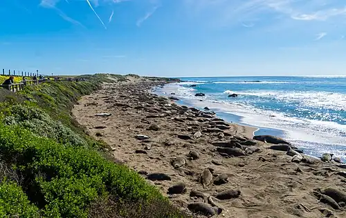 Northern elephant seals on Piedras Blancas beach, near San Simeon, California