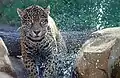 A jaguar splashes in water