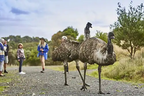 Emus crossing the path in the Wildlife Wonders sanctuary with a group close by observing with their nature guide.