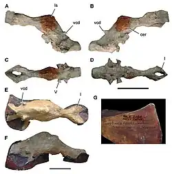 Endocast of the lost Tameryraptor skull.