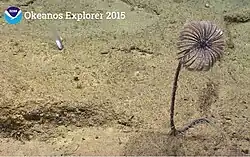 Endoxocrinus sp. (Balanocrinidae)