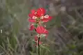 Castilleja indivisa Indian paintbrush, taken along Gorman Creek Trail