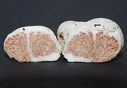 Entoloma gasteromycetoides, New Zealand