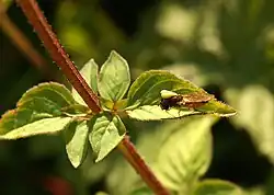 Pollinium of an orchid, stuck to a syrphid fly that visited one flower, and may yet deposit its burden onto another flower of the same species.