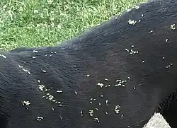 Seed dispersal by animals: many hooked Geum urbanum fruits attached to a dog's fur