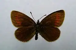 Erebia melampus