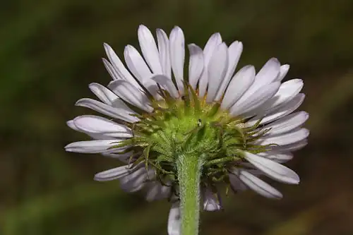 The many green involucral bracts of Erigeron peregrinus taper to a point and are linear, loose, and about the same length.