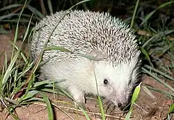 North African hedgehog