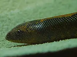 Lateral view of a stripe morph showing the specialized head shape for burrowing