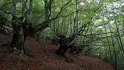 Looks like this Site of Community Interest has an image. Don't worry, you can take one of your own, and upload it too!