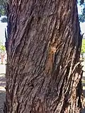 trunk bark