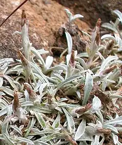 Several small silver-coloured plants, with basal leaves and a flower head covered in fine silver hairs