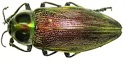 Euchroma gigantea from Sammlung Staatliches Museum für Naturkunde, Karlsruhe